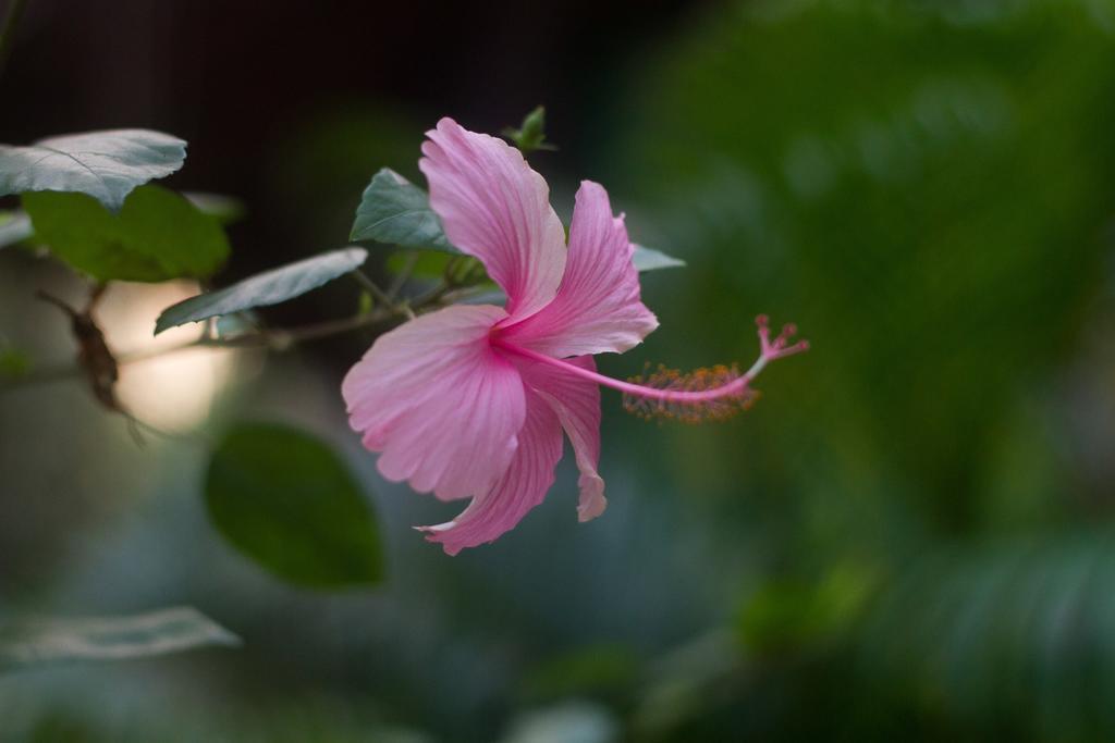 Palm Trees Ayurvedic Heritage Patnem Beach Екстериор снимка